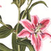 Painting - Stem Of Stargazer Lily